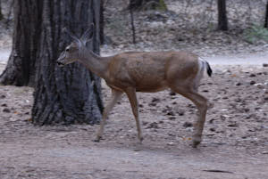 yosemite<br>NIKON D200, 155 mm, 400 ISO,  1/40 sec,  f : 5.6 